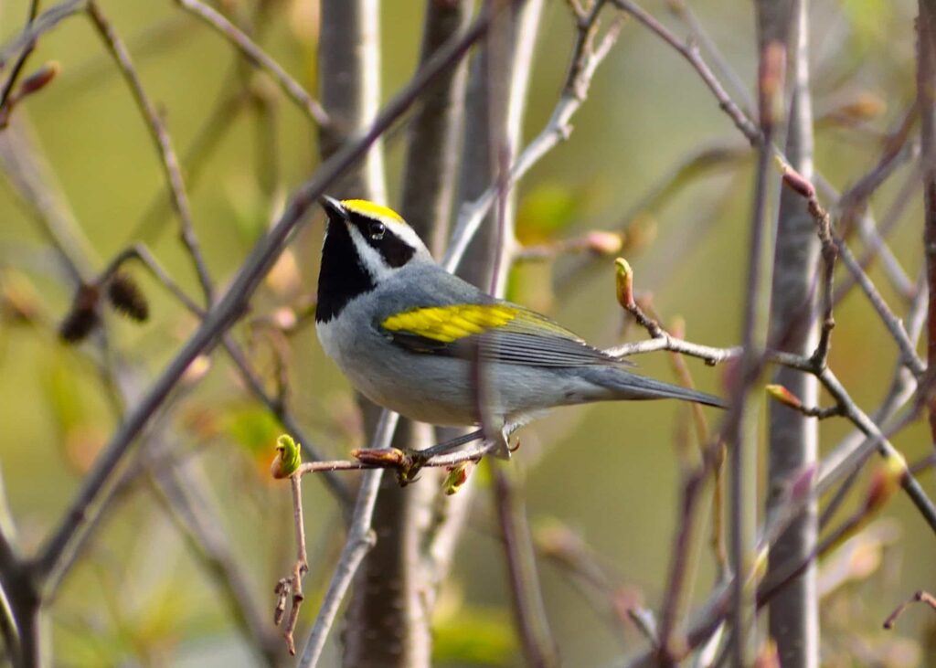 Golden-winged warbler (photo: Adam Buzzo, CC-BY 2.0)