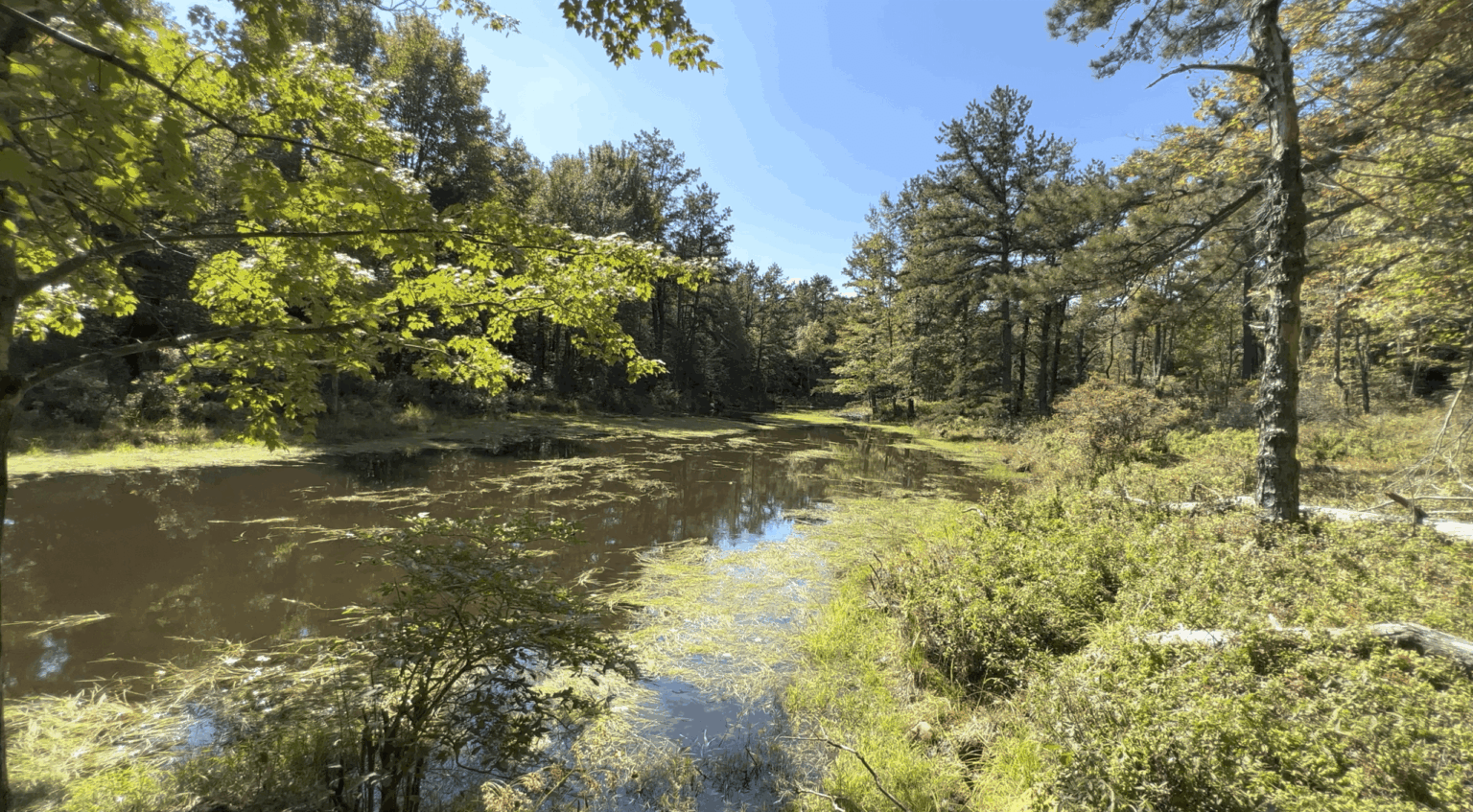 Penrose Swamp Barrens, Weiser State Forest