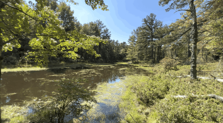 Penrose Swamp Barrens, Weiser State Forest